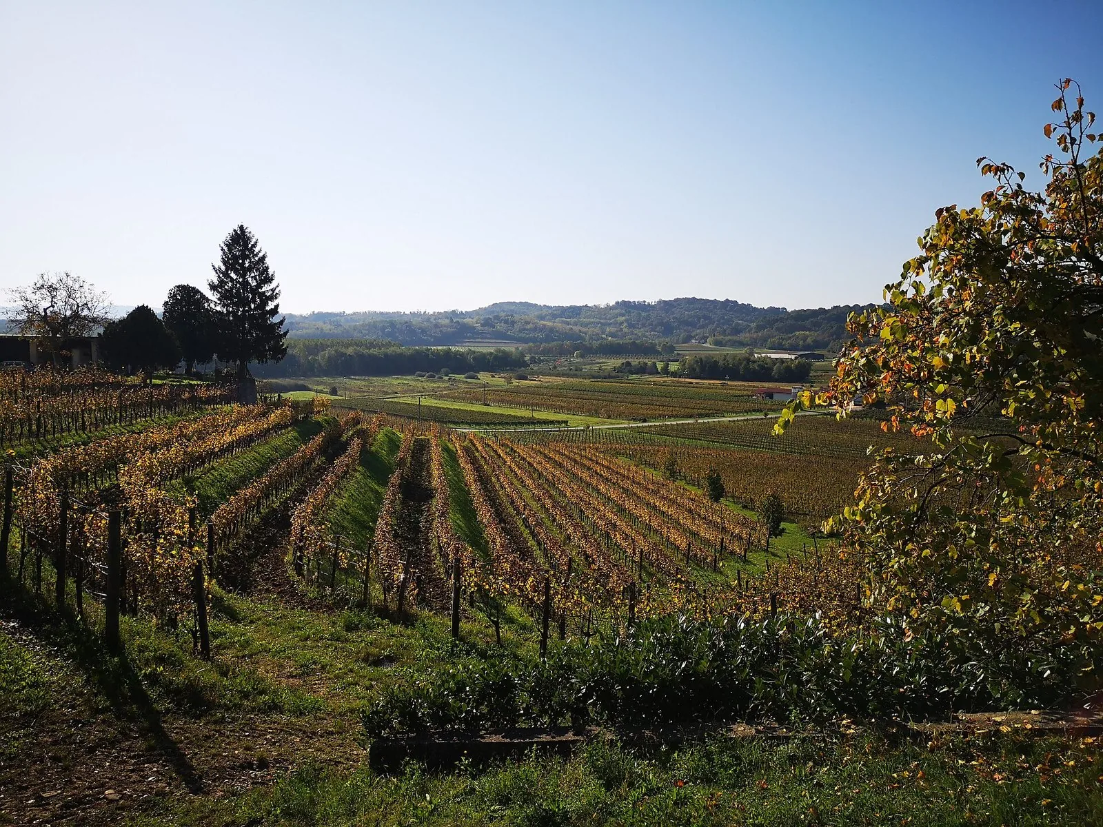 Filari di vite nel Collio in autunno